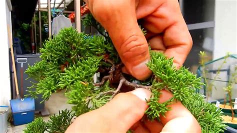 How To Pruning Juniperus Trimming Juniper Bonsai 2 Youtube