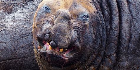 Ugly Animals 15 Of The Ugliest Species With Pics ☣️