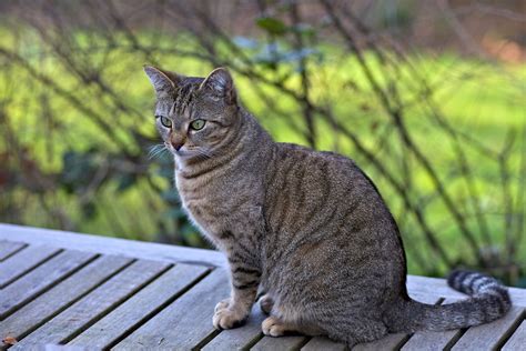 Tabby Cat Facts With Pictures