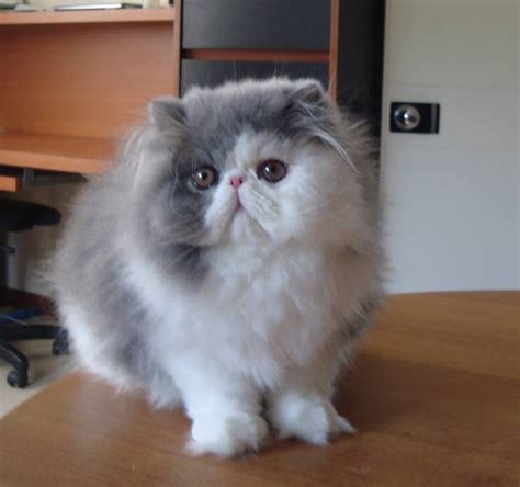 Nah coba kita perhatikan foto kucing lucu yang di atas, kalau kita telusuri ya, apa ada kucing bisa mengendarai mobil. Jual kucing persia peaknose KAKI PENDEK LUGU di Lapak ...