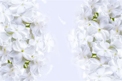 Beautiful White Jasmine Background Lights White Background