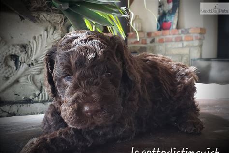 Find lagotto romagnolos for sale on oodle classifieds. Puppies: Lagotto Romagnolo puppy for sale near Nanaimo ...