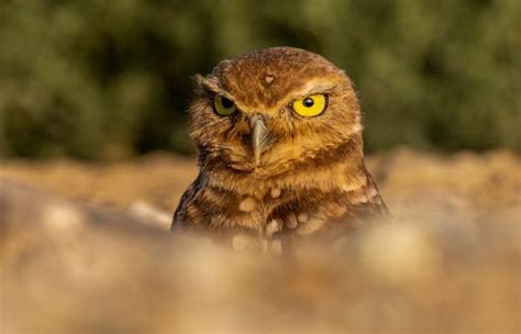 Pin By Gurdith Singh On Animals And Wildlife Burrowing Owl