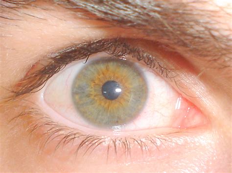 Filehazel Eye 1 Wikimedia Commons