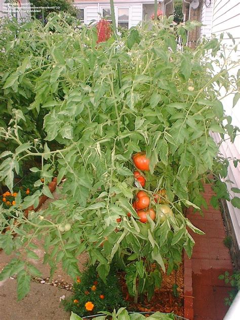 Plantfiles Pictures Tomato Polish Lycopersicon Lycopersicum By