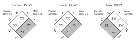 the sex of offspring is determined by particular chromosomes learn science at scitable
