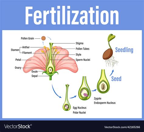 Diagram Showing Fertilization In Flower Royalty Free Vector