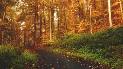 Download Wallpaper 2048x1152 Autumn Trees Forest Trail Ultrawide