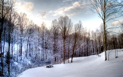 Winter Nature Snow Scene Free Desktop Wallpapers For Widescreen 1920x1200