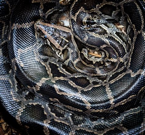 Kostenlose Foto Natur Tier Tierwelt Zoo Dschungel Tropisch