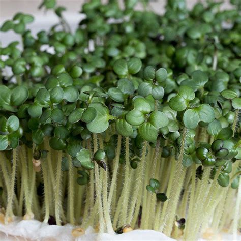 Mustard White Microgreen Seeds Quality Seeds From Sow Seeds Ltd