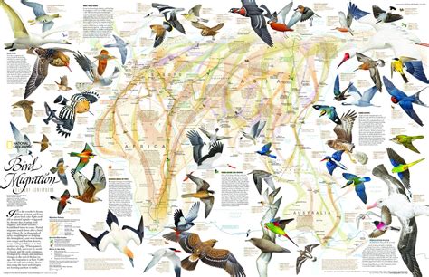 Map Of Bird Migration Eastern Hemisphere National Geographic