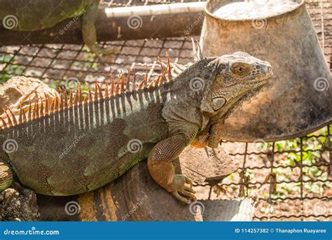 Iguana Is A Reptile That Is A Genus Of Herbivorous Lizards Stock Photo