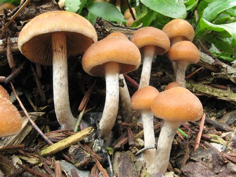 Magic Mushrooms Can Help People Quit Smoking Says New Research