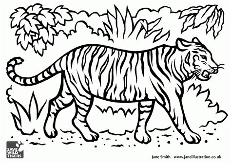 Highly adaptable, tigers range from the siberian taiga, to open grasslands, to tropical mangrove swamps. Tiger Drawings For Kids - Coloring Home