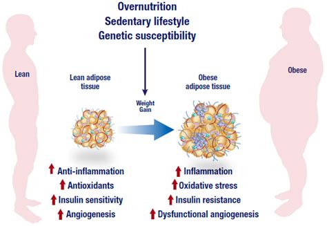 Obesity And Surviving The Covid19 Pandemic Weight Loss Boosts Immunity
