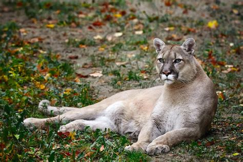 Portrait Of Beautiful Puma In Autumn Forest American Cougar Mountain