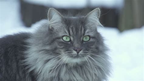 Long Haired Gray Cat With Green Eyes