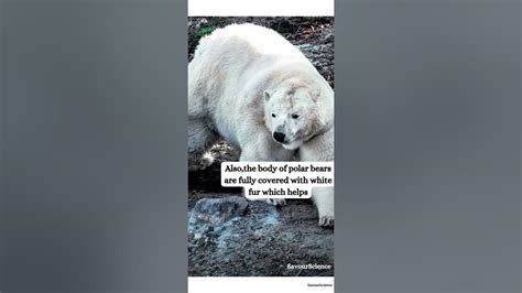 How Do Polar Bears Survive Perfectly In Cold Regions Youtube