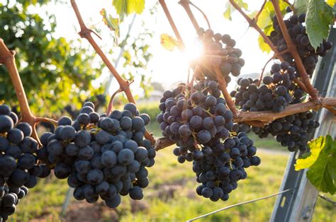 Think about this in relation to the conventional grapes you buy in the. Bird Control For Vineyards | Wine Grape Protection