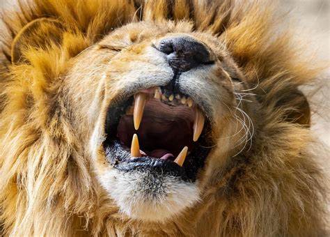 Animais Com Dentes Grandes