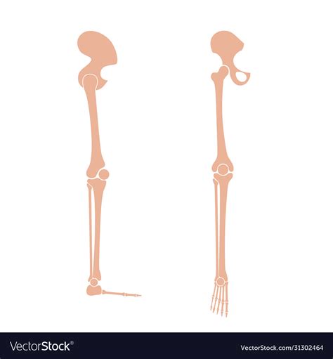 Human Leg Bones Anatomy Royalty Free Vector Image