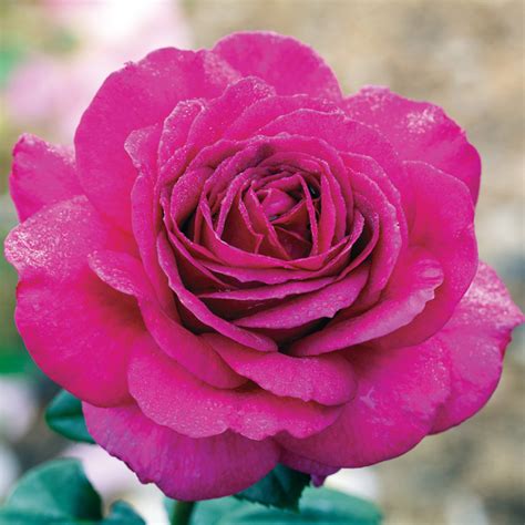 Big Purple Hybrid Tea Rose Hybrid Tea Roses Edmunds Roses