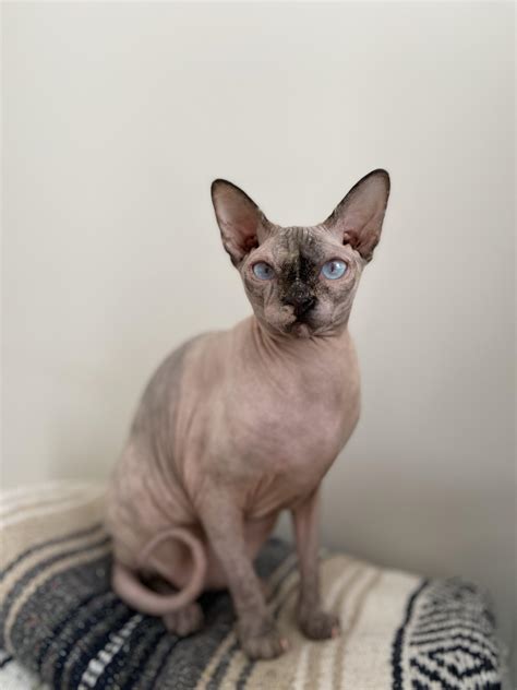 Sphynx Cats The Unique Breed Of Domestic Cat Known For Their Lack Of