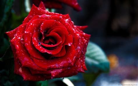 About 96% of these are wallpapers/wall coating. New latest Happy Rose Day 2013 HD Wallpapers | Read Read Loved