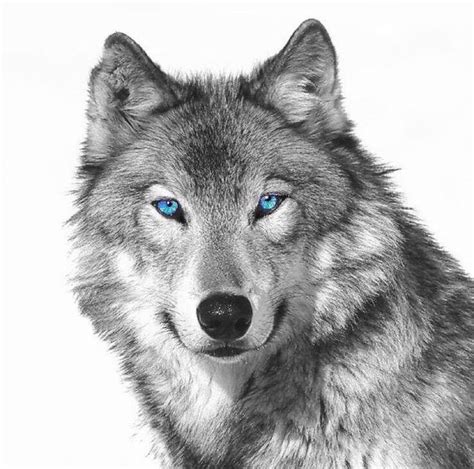 Pin By Bruno Guedes On волки Wolf Eyes Wolf Tattoos Wolf With Blue Eyes