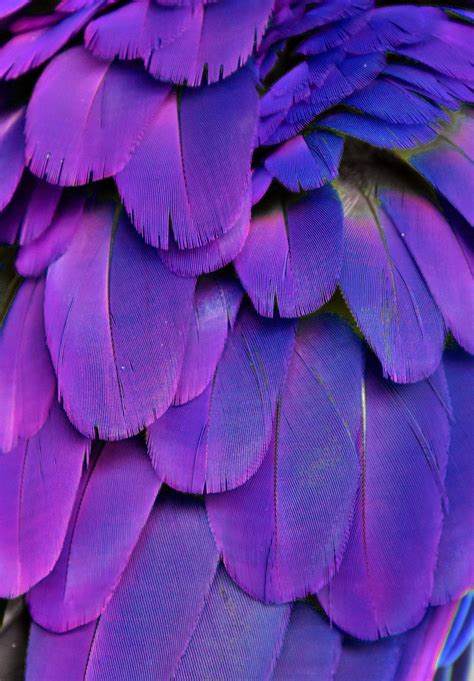 Purple Feathers Wallpapers Top Free Purple Feathers Backgrounds