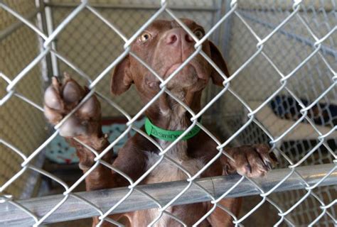 Homeless Dogs Displaced By A Mississippi Tornado Seek Homes In
