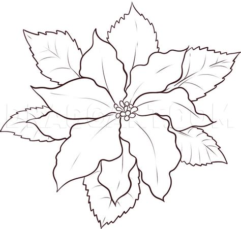 How To Draw A Poinsettia Coloring Page Trace Drawing