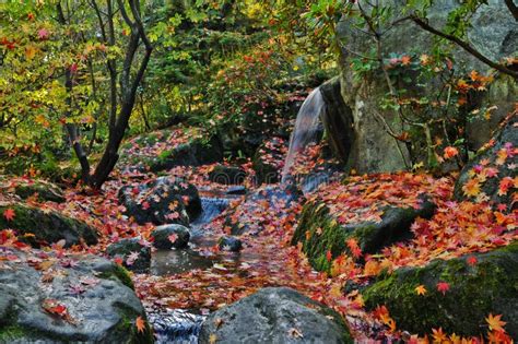 Waterfall And Autumn Leaves Stock Image Image Of Garden Falls 16899891