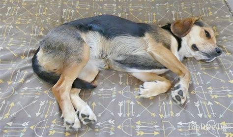 Learn to recognise the early symptoms of overtraining. How to Tell If Your Dog Is Pregnant Without a Dog ...
