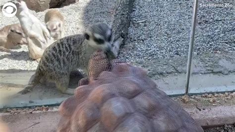 Meerkats And Tortoises Become Neighbors At Sacramento Zoo Youtube