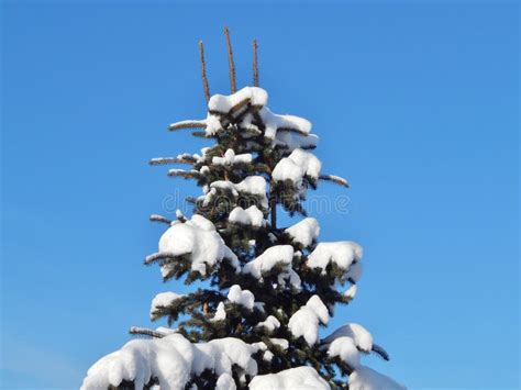 Fir Tree Covered With Snow Blue Sky Background Stock Photo Image Of