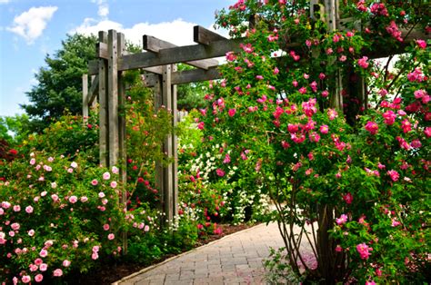 Cómo Decorar El Jardín Con Rosas Estilo De Vida Hogar Univision