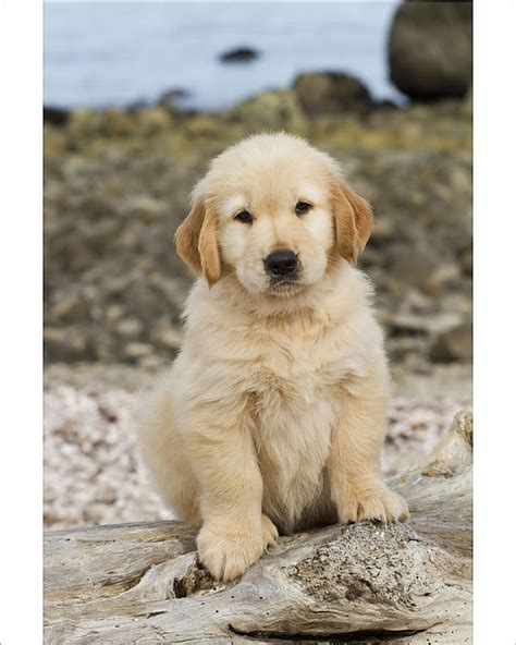 Bolt the golden boy on instagram: Photograph-Golden retriever puppy, 7 weeks, sitting on ...