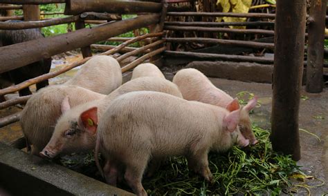Pig Farming Uganda Farm House