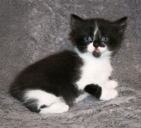 Find maine coons kittens & cats for sale uk at the uk's largest independent free classifieds site. Magnificent Manx and Munchkin Kittens for Sale in Royse ...