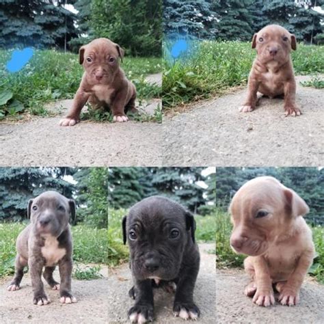 Razor edge pitbull puppies for sale. Razors Edge / Gotti Pitbull Puppies For Sale 450 for Sale in Muncie, Indiana Classified ...