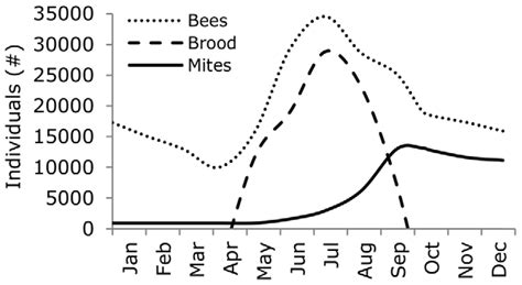Colony Development For Adult Bees Worker Brood And Varroa Destructor