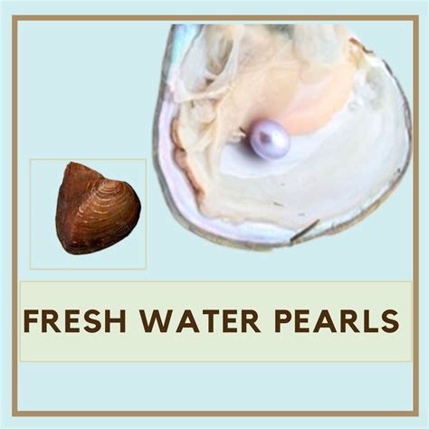 Pearl Cultivation And Popular Pearl Varieties Owlcation