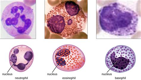 Cellular Defenses · Microbiology