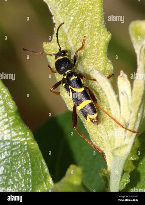 Wasp Beetle Clytus Arietis A Wasp Mimicking Longhorn Beetle Species