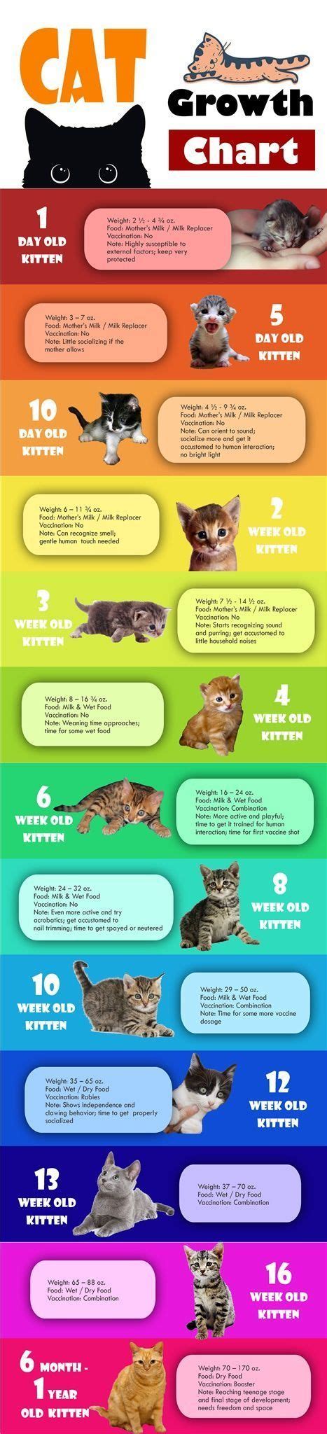 Infographic Kitten Cat Growth Chart By Age Weight And Food Source