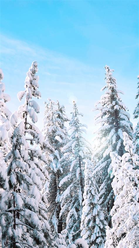 Sunny Winter Pine Trees 4k Wallpapers Hd Wallpapers Id