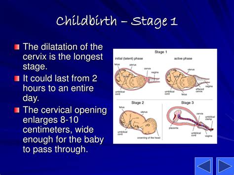 Ppt Conception Pregnancy And Childbirth Powerpoint Presentation Id