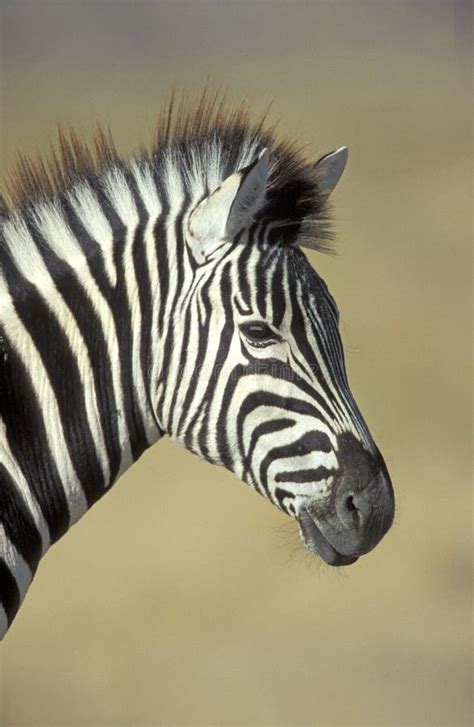 Plains Zebra Equus Quagga Stock Photo Image Of White 36366590